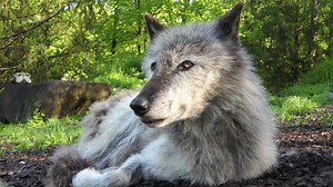 Throwing it back to Zephyr, our beloved ambassador who spent over 11 unforgettable years at the Center. His piercing amber stare could quiet a room, and his melodic howls reached hearts around the world. But Zephyr’s greatest gift was his ability to make everyone he met feel seen, special, and deeply connected to the wild. To learn more about the ambassador wolves who once called the Center home, tap the link below: https://nywolf.org/meet-our-wolves/in-memory/ | Wolf Conservation Center