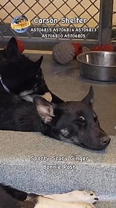 13K views · 1K reactions | OWNER SURRENDERThe shelter is totally...