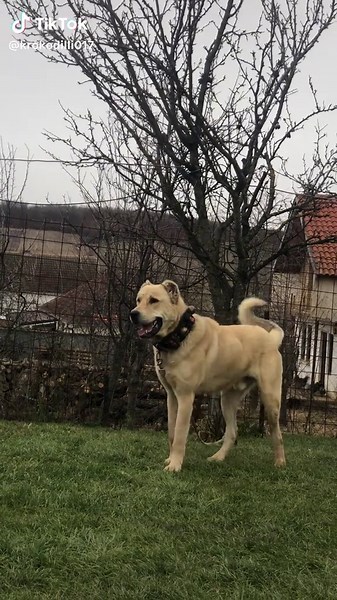 Azapi krokodilli jr🦍🚀