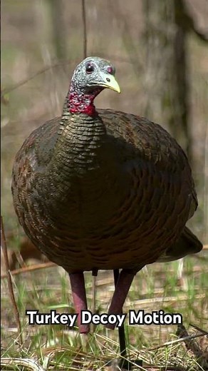 Realistic Motion for Turkey Decoys