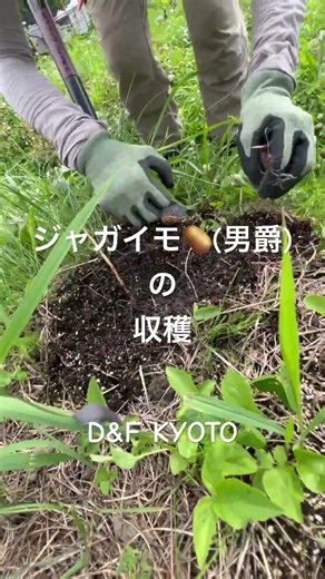 京丹波自然農 無農薬・無化学肥料 遅くなったジャガイモ🥔の収穫 D&F KYOTO #京丹波 #農業 #自然農 #自然栽培 #家庭菜園
