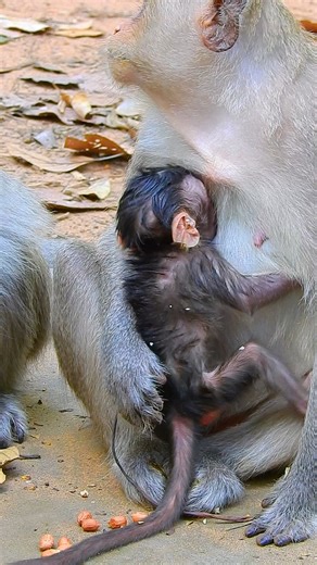 Discovery Monkey on Reels