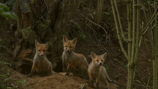 Fox Cubs Playing Near Their Den ~ Vulpes vulpes