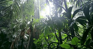 Humid Climate Tropical Rainforest Rain Jungle Stock Footage Video (100% Royalty-free) 3416180013 | Shutterstock