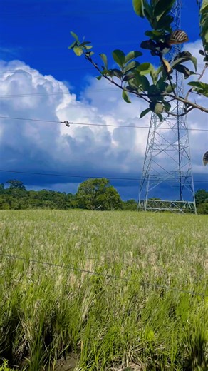 2.1K views · 23 reactions | Barangay Opias offered a stunning view: vast, green rice fields as far as the eye could see. | Tayabas Heritage Channel | Facebook