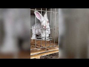 Call Out Gwyneth Paltrow for Making $$$ From Tortured Bunnies!