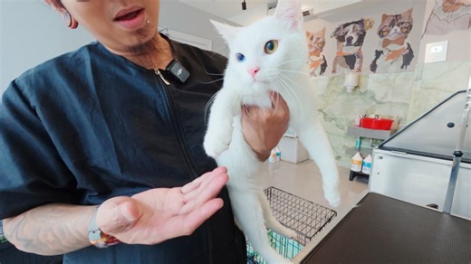 Snow the cat’s first grooming experience