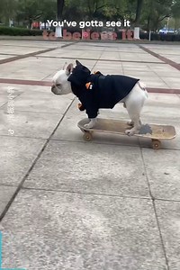 5.3M views · 96K reactions | Chubby is quite the skater! 朗 | The Woof World | Facebook