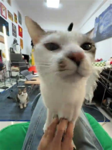 Stinky Cat's Scratch Attack! | Little Pig Ryan's Beat Fun