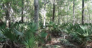 How To Remove Palmetto Palms