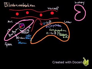 bilirubin metabolism