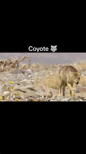 Coyote 🐺 #wildanimals #wildlife #documentary #trending #viral