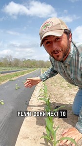 932K views · 7.4K reactions | Planting Corn with Watermelon! #watermelon #gardeningtips #garden #seedless | Farmer Froberg | Facebook