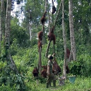 17K views · 235 reactions | Hilarious Orangutan does everything to get his friends attention | 퐌퐨퐧퐤퐞퐲 퐋퐨퐯퐞퐫 | Facebook