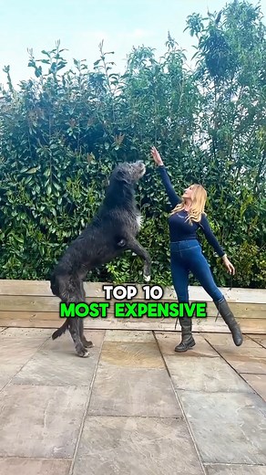 60K views · 807 reactions | Top 10 Most Expensive Dogs in the World | TOP 10 | Facebook