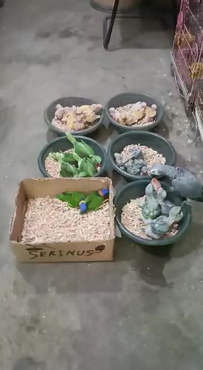 Parrots #parrots #birds #babies #reels | budgies Parrots Bajri