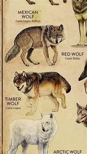 Timber wolf 🐺.........#timberwolves #animals #wolf #viralvideo #shorts