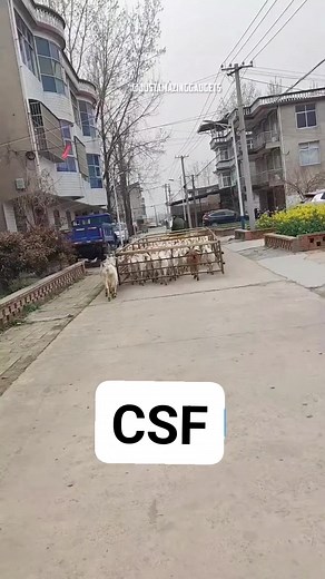 457K views · 2K reactions | @topfans Chopan sheep farm Merino Sheep Farm Lassipora Pulwama Kashmir Sheep Farming Sheep Husbandry Department Kulgam #kashmirsheep #dorperfullblood #dorpersheep #merinowool #newzealandsheep #LikeFollowShare #cute #sheepfarm #sheepfarming #sheepofinstagram | Chopan sheep farm | Facebook