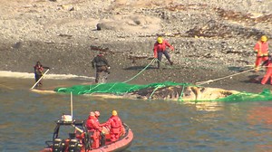 138K views · 144 reactions | WATCH: Check out this wild time-lapse video of the Herculean effort it took to remove the rotting whale carcass from Outer Cove Beach. Read more: www.cbc.ca/1.4149278 | CBC Newfoundland and Labrador | Facebook