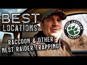 BEST LOCATIONS for Raccoon & other Nest Raider Trapping