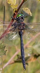 🐲🐝Dragonfly: The Prehistoric Pilot of the Skies Dragonflies are ancient aerial masters that have existed for over 300 million years—far older than dinosaurs. With four independently beating wings, they can maneuver in any direction, even fly backward. Their enormous compound eyes, packed with nearly 30,000 lenses each, give them almost 360° vision. Known for their deadly precision, dragonflies are among the world’s most effective hunters, capturing prey mid-air with a staggering 95% success ra