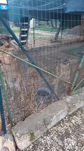 1.4K views · 136 reactions | Penso che le loro urla bastino.. Nn...