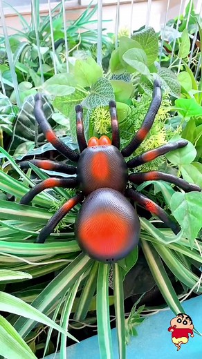 The swallow dollhouse on TikTok