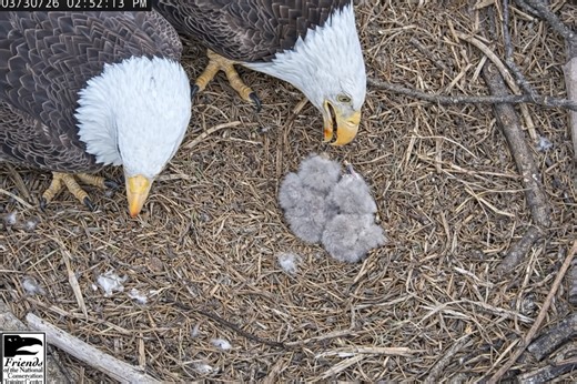 Bella & Scout Now Have Two Eaglets at the NCTC Bald Eagle Nest