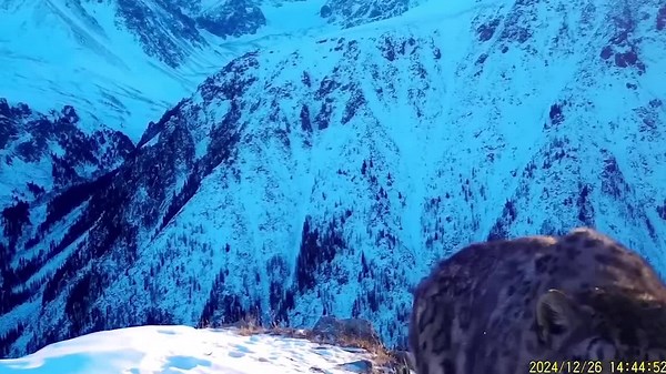 Curious snow leopard attempts to remove camera trap