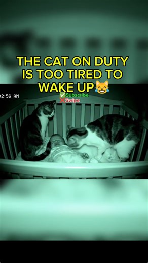 Calico Cat Wakes Up Lazy Friend to Comfort Crying Baby 😴🐱❤️ #cat #catshorts #shorts