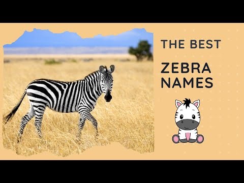 54 Best Zebra Names for Your Striped Friend 🦓