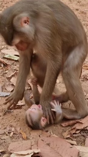 Adorable Baby Monkeys: Nature's Cutest Creatures!