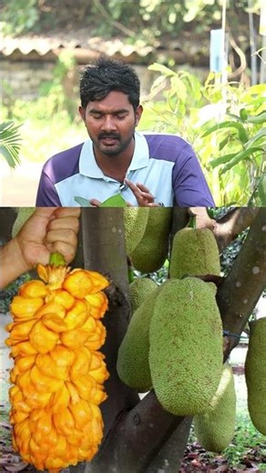 "Nangadak Jackfruit Plants 🌳⚡ Super Sweet Variety | In Telugu"