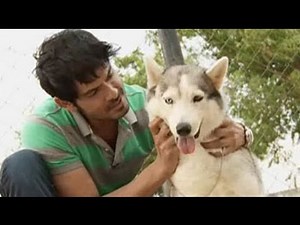 Meet the majestic Siberian Husky