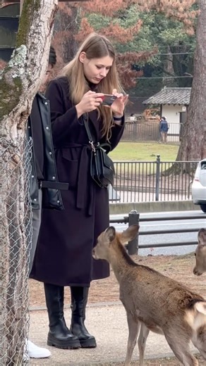 奈良公園の鹿が可愛すぎる！🦌鹿と楽しむ奈良公園の一日✨奈良の鹿に囲まれて大興奮日本で一番有名な鹿公園🦌🇯🇵奈良公園で癒しの時間 ❤️ #deerjapan #deerjapan #nara