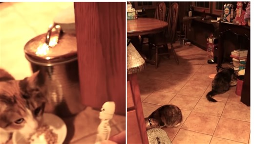 An Entertaining Song About Feeding Female Cats In Their Own Particular Ways at 6 PM Sharp