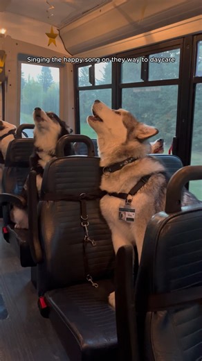 Party Dawgz Videos on Instagram: "singing the happy song on the way to day care"