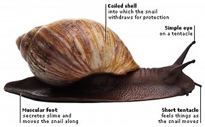 What is the difference between snail and molluscs? [2025] | QAQooking.wiki
