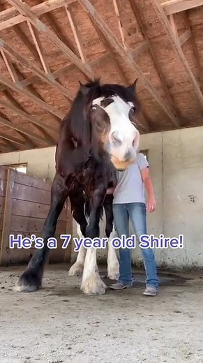 Horses meeting Shire very Big