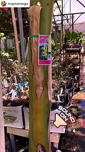 Jumbo size Blue Java Ice Cream banana trees in stock. The ones that...