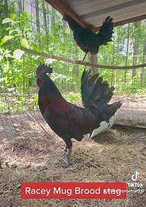 Pure Racey mug brood stag @thegamefowllife | Kenzie Gamefowl Farm