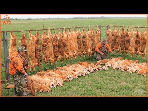 How Do North American Hunters Deal With Millions Of Wolves And Wild Boars? | Invasive Species