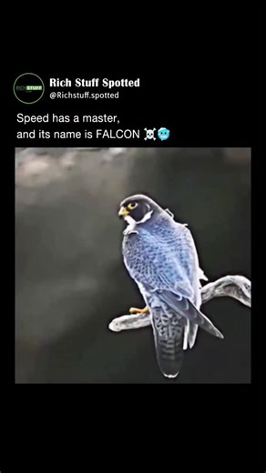 Rich Stuff Spotted | The falcon is a symbol of power, precision, and freedom. With sharp eyes that can spot prey from incredible distances, this majestic bird... | Instagram
