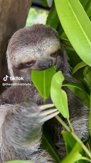 Having a good Saturday?? Enjoy some good Sloth ASMR to sooth your hungry soul. #asmr #foodasmr #sloth #animalsoftiktok