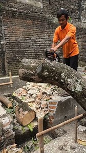 148K views · 609 reactions | Random tree and log cutting procces. | Yulianto | Facebook