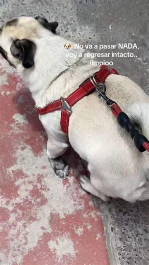Maiia y sus adorables mini pugs