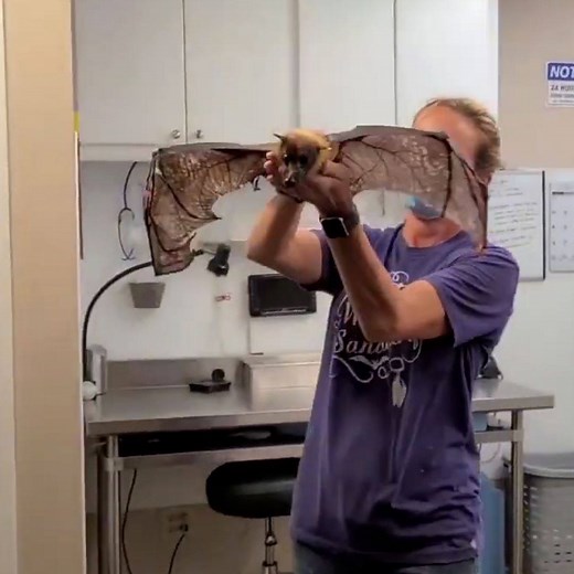 Statler the 33-year-old fruit bat loves going for his daily morning 'flights' ❤️🦇 | LADbible