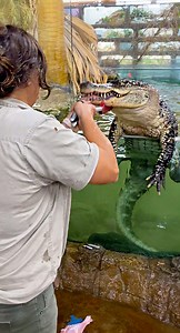 4.6M views · 42K reactions | GATOR FEEDING FRENZY  These boys are always so enthusiastic about what I make for dinner  They are the equivalent to my to hungry eager children 藍 . . . #giant #gator #boys #feeding #time #hungry #eat #chicken food #cute #wow #wildlife #fbpost #animals #animallovers #life #fun #wild #AmaZing #video #moment #facebook #fb #post #friends | The Reptile Zoo | Facebook