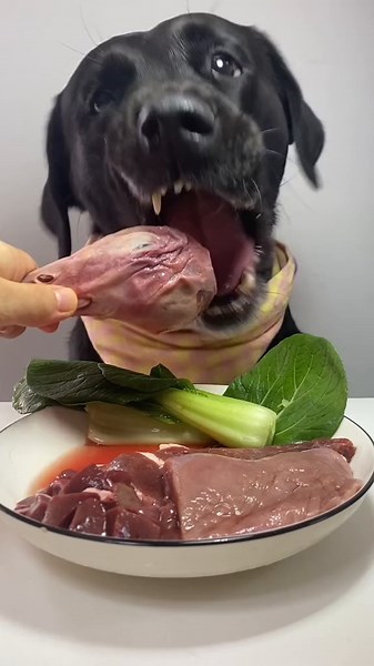 Adorable Dog Eating Spaghetti - Funny Dog Mukbang Video