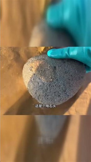 Niu Niu was beachcombing when he found giant clams and cat's eye snails, and the bucket was overf...